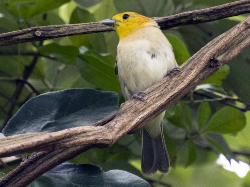 Orange-headed Tanager