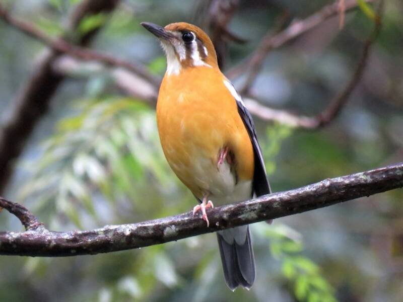 Orange-headed Thrush, Photos 2