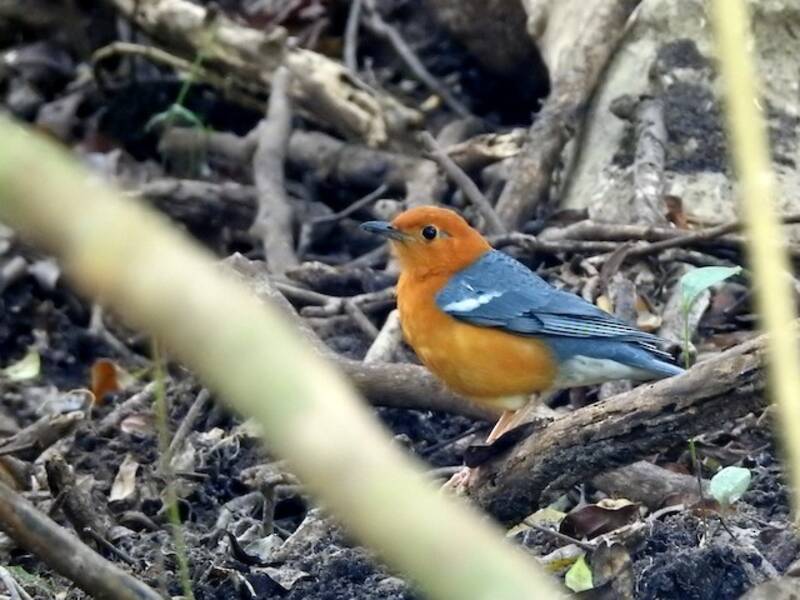 Orange-headed Thrush, Photos 4