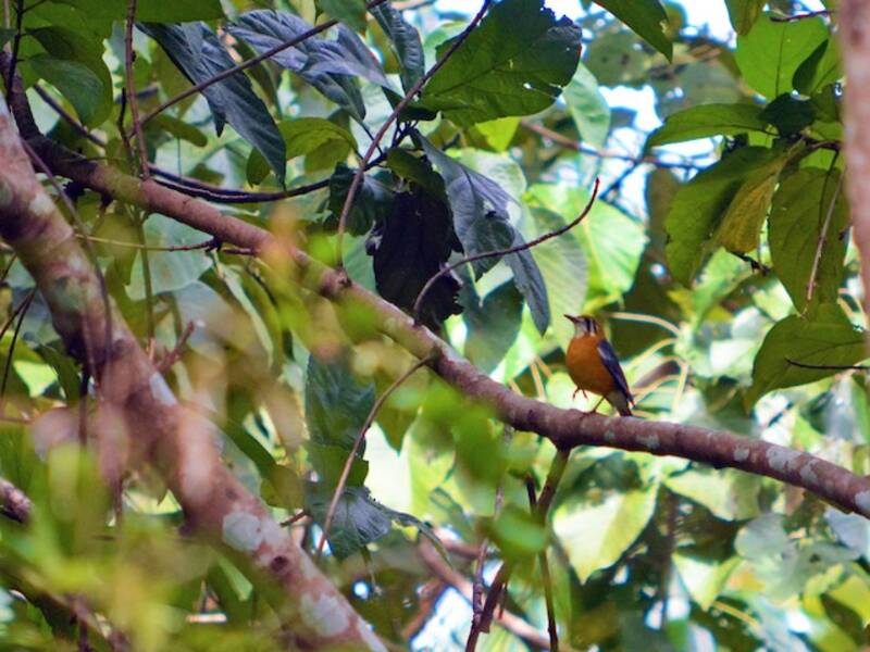 Orange-headed Thrush, Photos 3