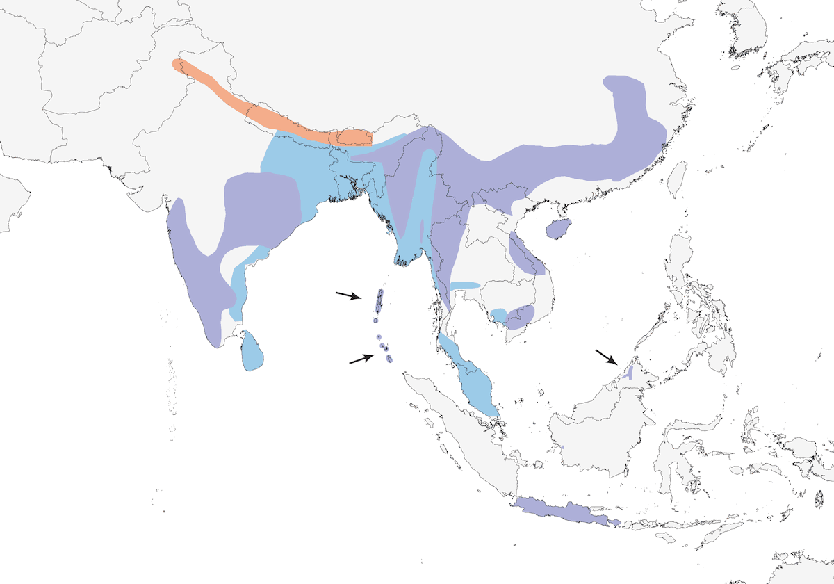 Orange-headed Thrush, Distribution 1