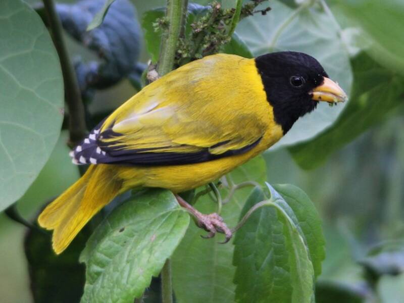 Oriole Finch, 照片 3