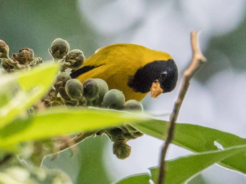 Oriole Finch, 照片 2