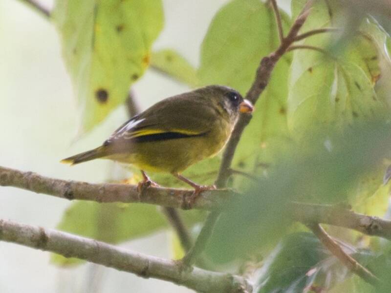 Oriole Finch, 照片 4