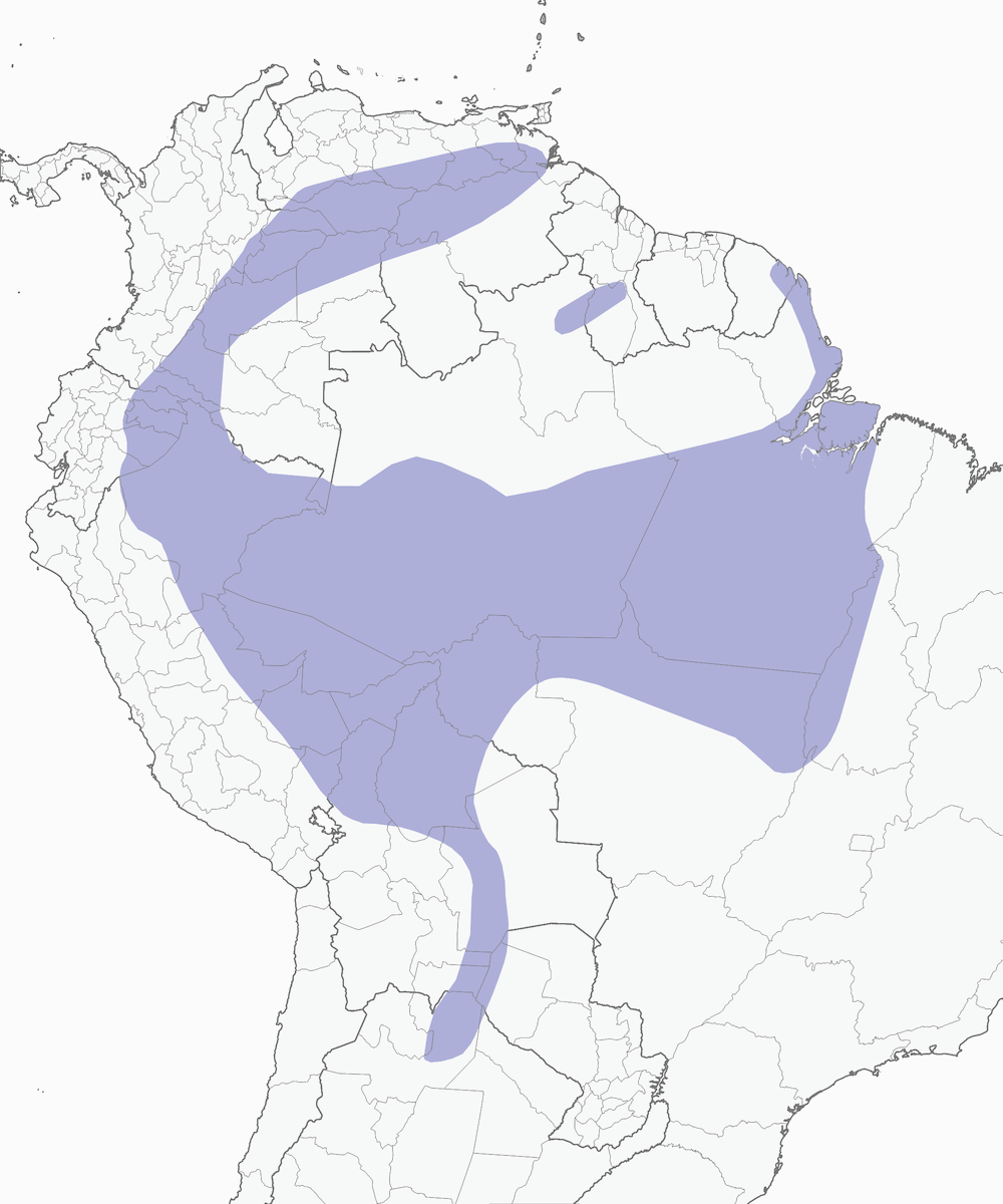 Ganso del Orinoco, Distribución 1