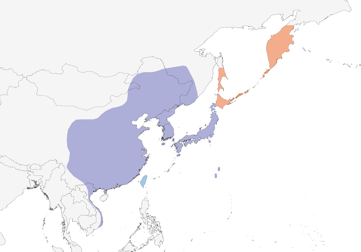 Verderón Oriental, Distribución 1
