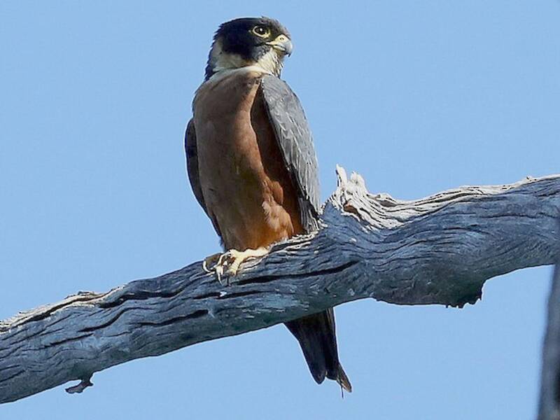 Oriental Hobby, Photos 3