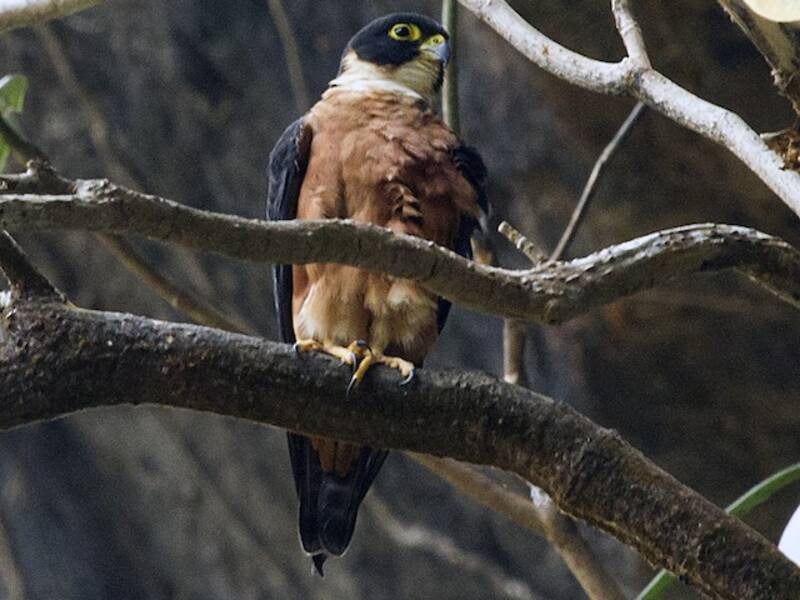 Oriental Hobby, Photos 2