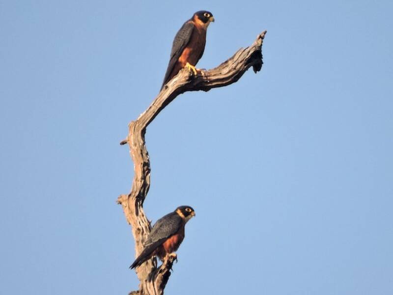 Oriental Hobby, Photos 4