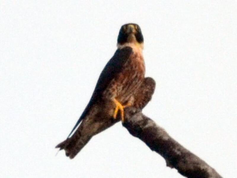Oriental Hobby