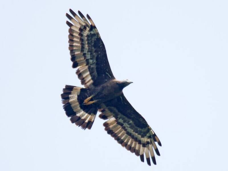 Orientalischer Wespenbussard, Fotos 3