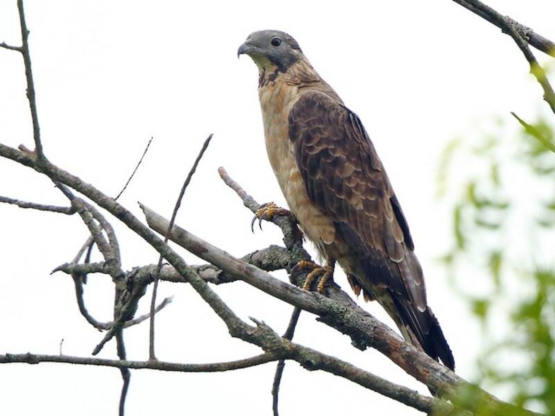 Orientalischer Wespenbussard, Fotos 2