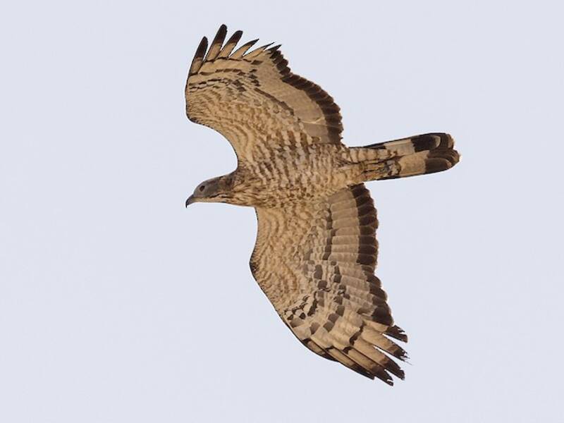 Oriental Honey-buzzard (Pernis ptilorhynchus)