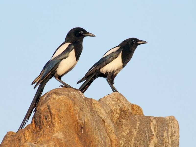 Oriental Magpie, 照片 4