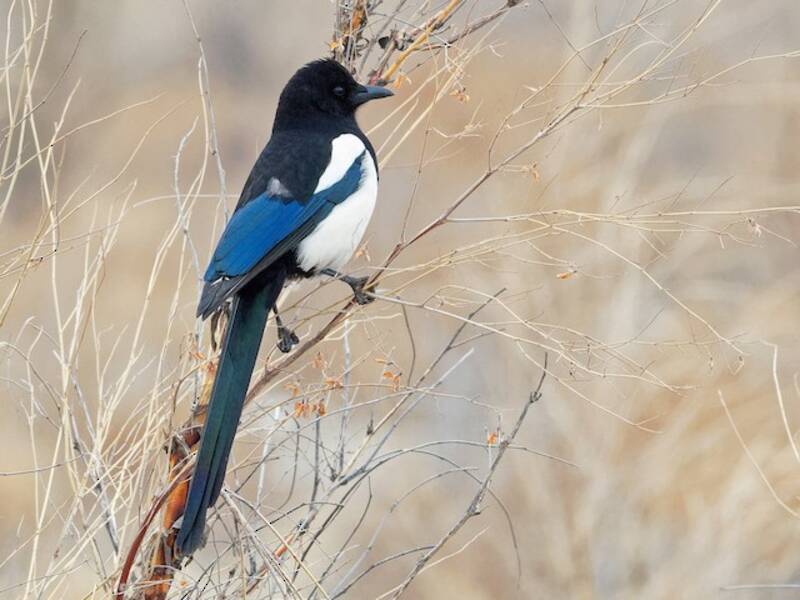 Oriental Magpie, 照片 2