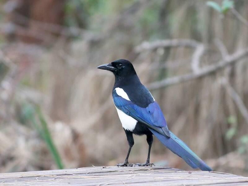 Oriental Magpie, 照片 3