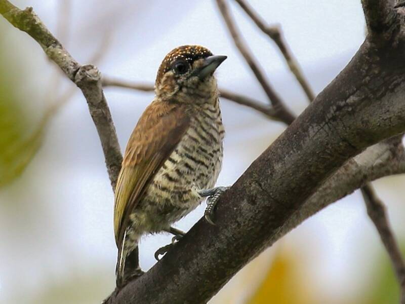 Orinoco Piculet