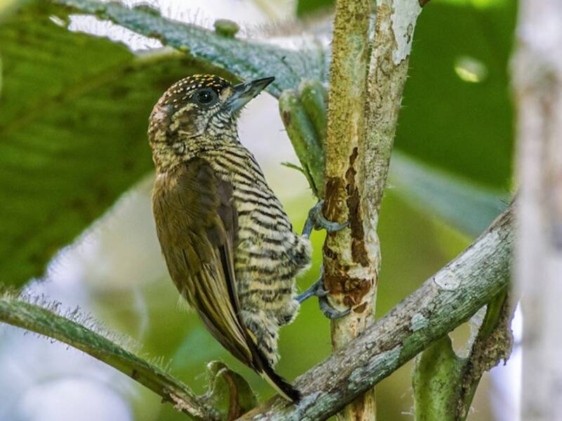 Picchiolino dell'Orinoco, Foto 3