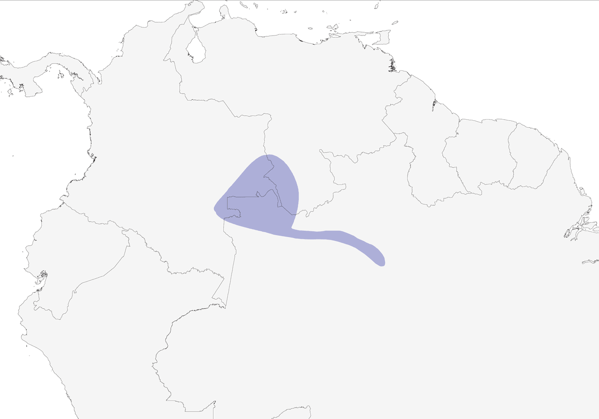 Picchiolino dell'Orinoco, Distribuzione 1