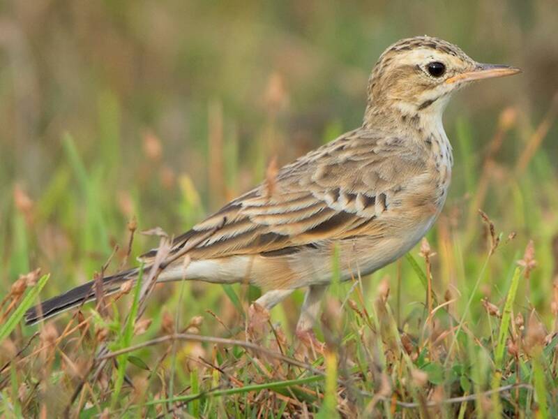 Paddyfield Pipit, Photos 3