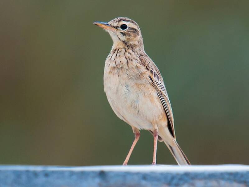Paddyfield Pipit