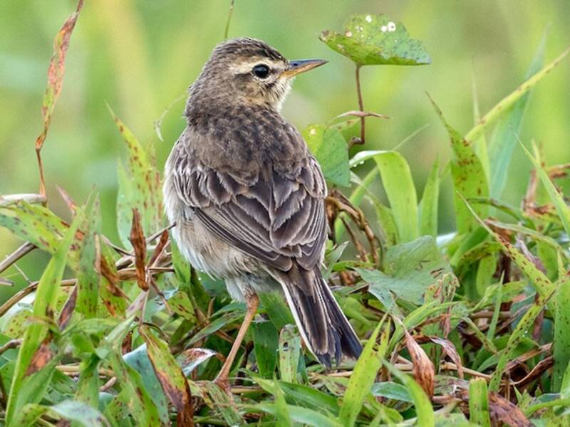 Paddyfield Pipit, Photos 2