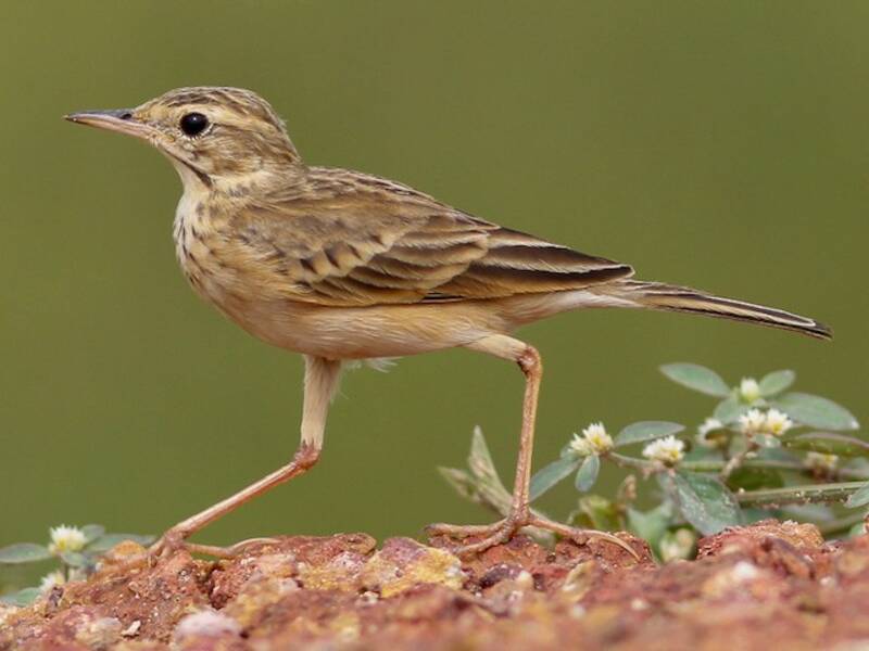 Paddyfield Pipit, Photos 4
