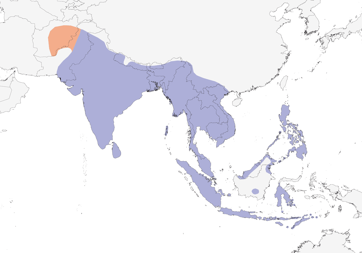 Paddyfield Pipit, Distribution 1