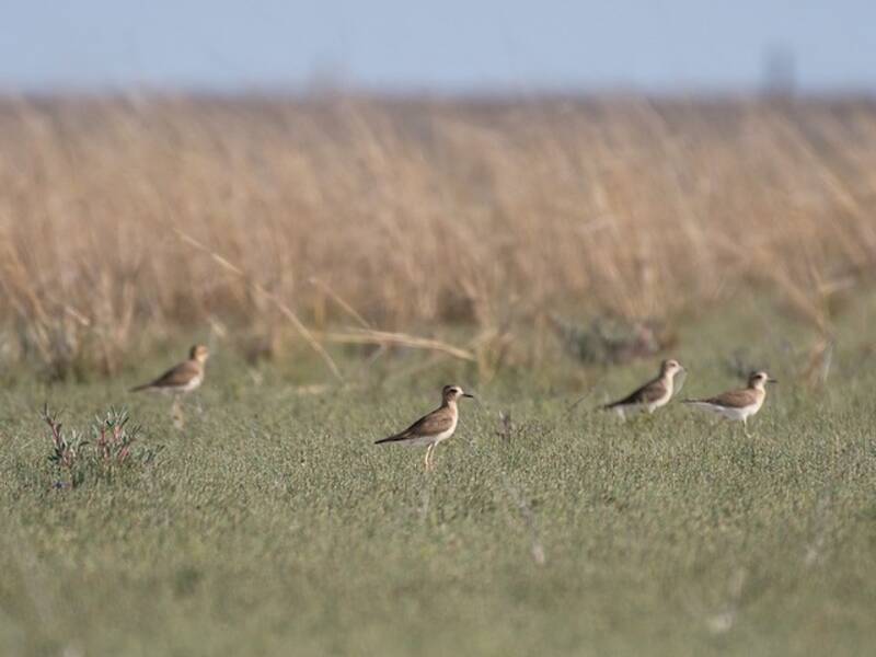 Oriental Plover, Photos 2