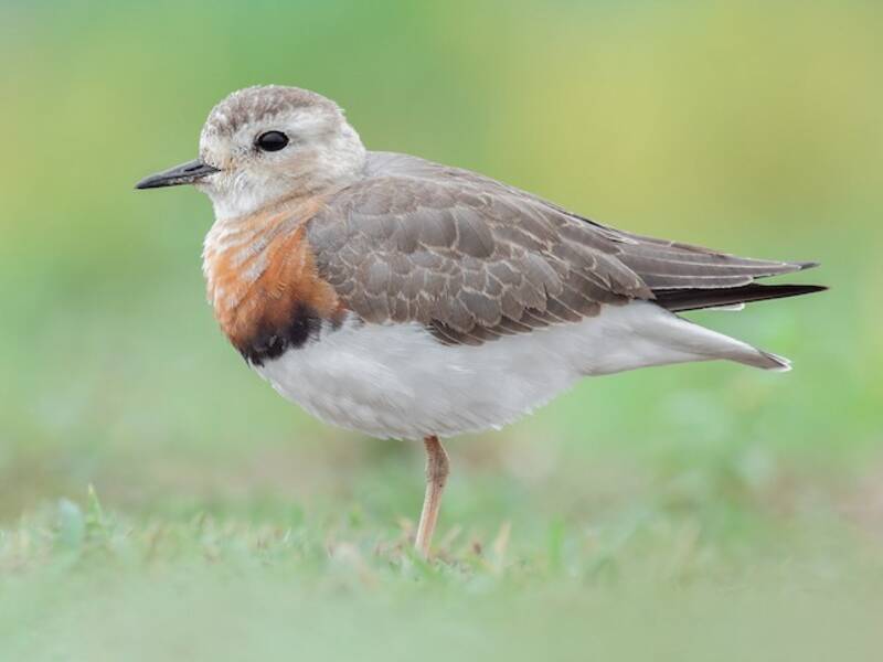 Oriental Plover, Photos 4
