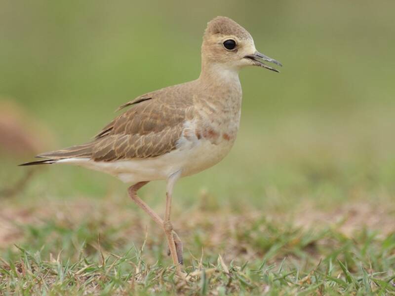 Oriental Plover, Photos 3
