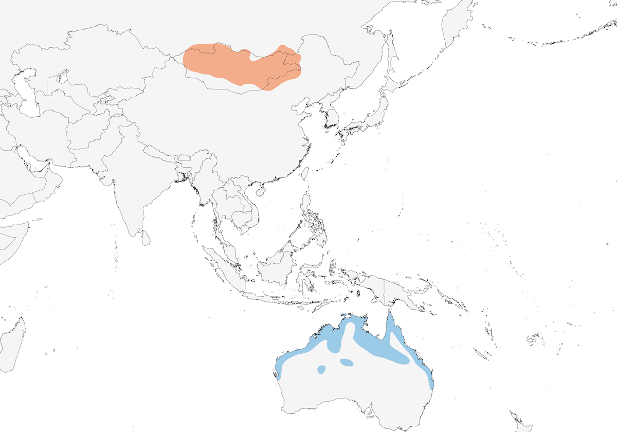 Oriental Plover, Distribution 1
