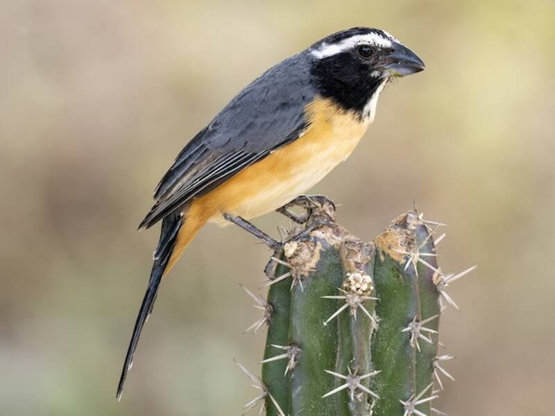 Orinocan Saltator