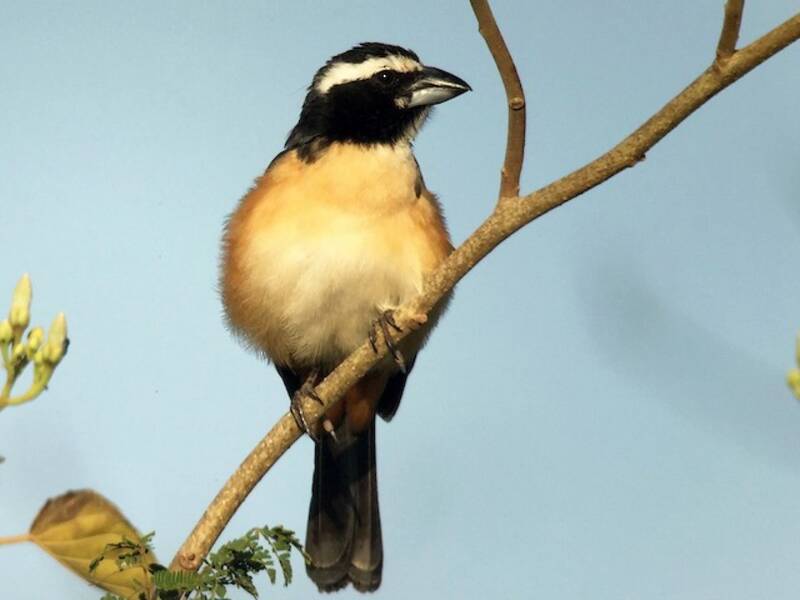 Orinocan Saltator, Photos 2