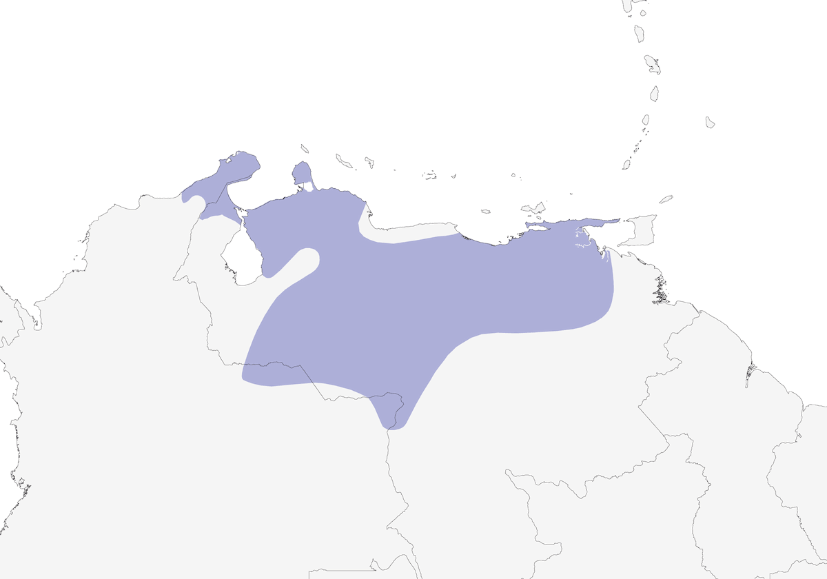 Orinocan Saltator, Distribution 1