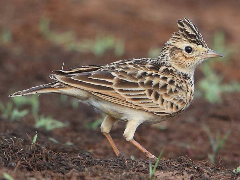 Allodola orientale, Foto 3