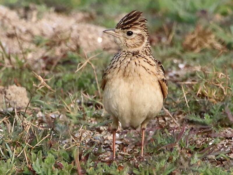 Allodola orientale