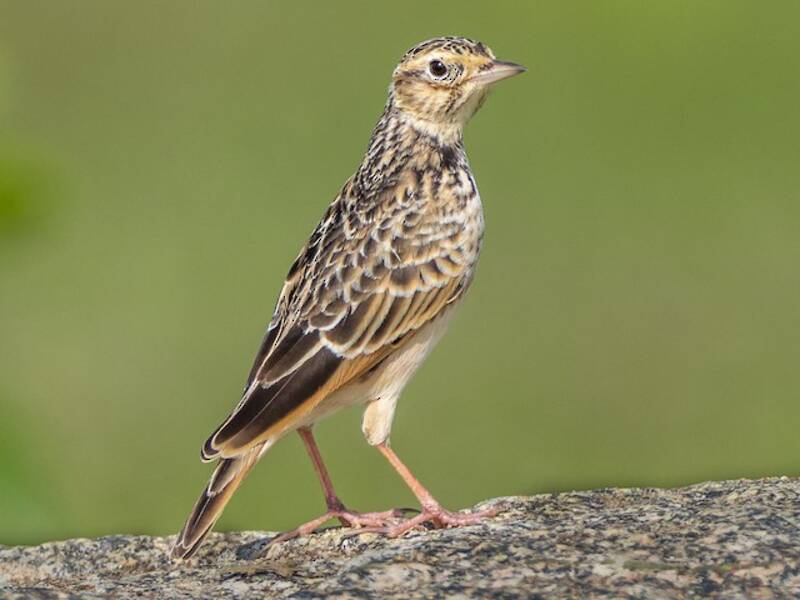 Allodola orientale, Foto 2