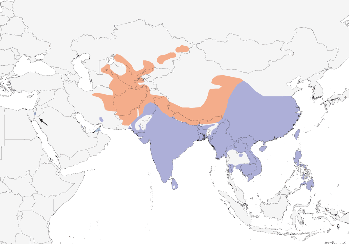 Allodola orientale, Distribuzione 1