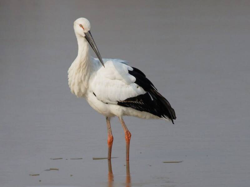 Oriental Stork