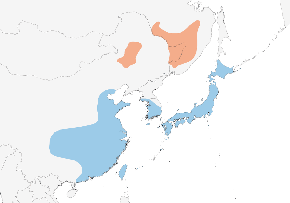 Cicogna orientale, Distribuzione 1