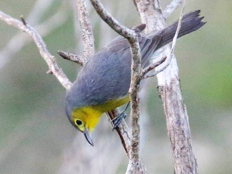 Oriente Warbler (Teretistris fornsi)
