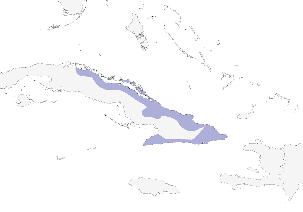 Reinita del Oriente, Distribución 1