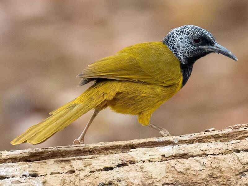 Oriole Warbler, Photos 3