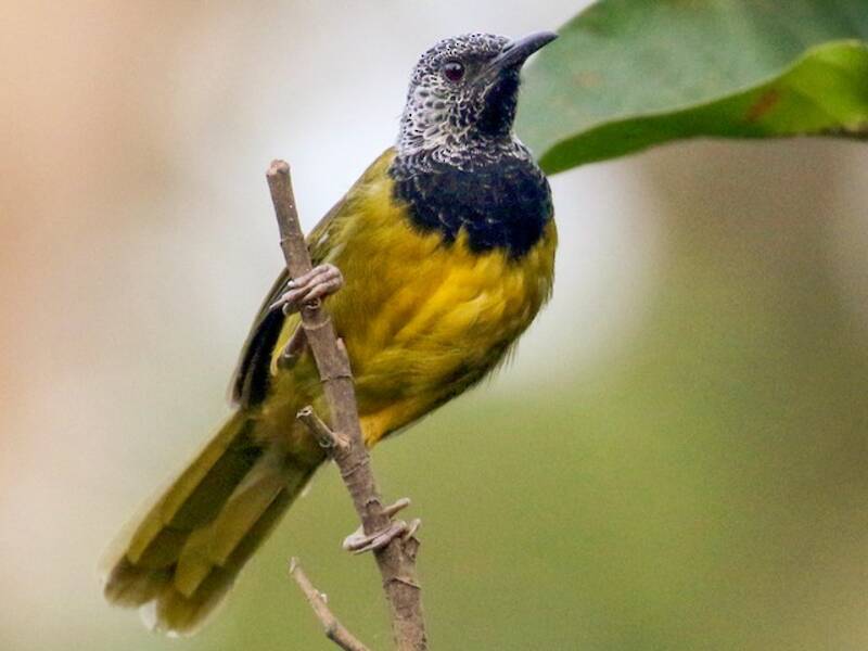 Oriole Warbler, Photos 2