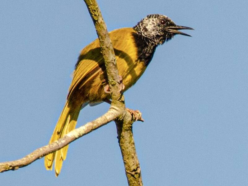 Oriole Warbler, Photos 4