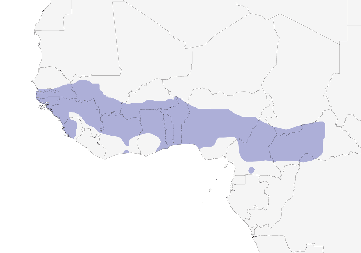 Oriole Warbler, Distribution 1