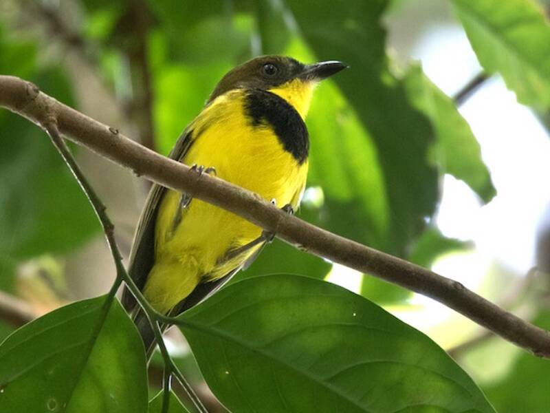 Oriole Whistler