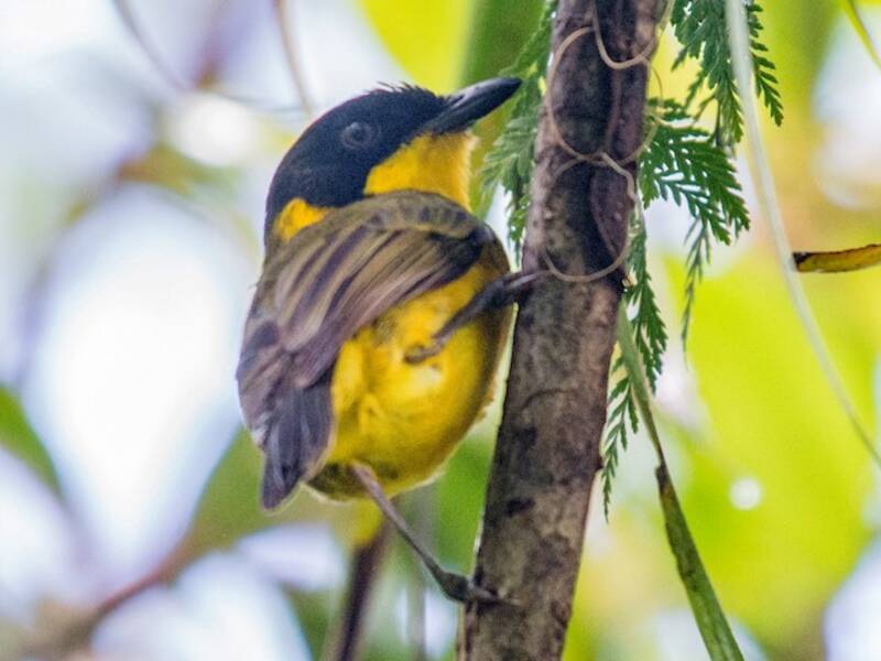 Oriole Whistler, Photos 4