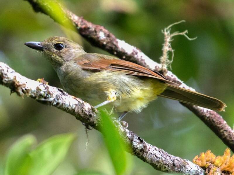 Oriole Whistler, Photos 3